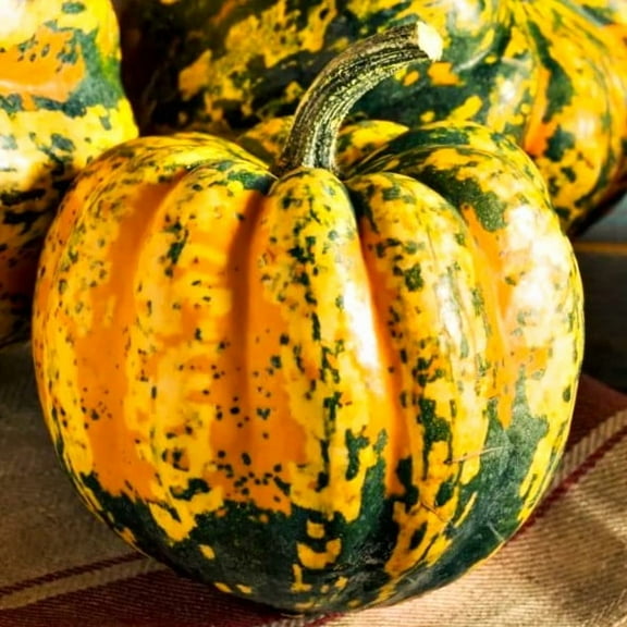 TomorrowSeeds - Carnival Squash Seeds - 30  Count - For 2026 Planting Festival Celebration Delicata