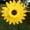 Yellow, variant on 14 Inch Sunflower Wind Spinner, Plastic Windmill for Outdoor Yard Lawn Patio Garden Decor Stake