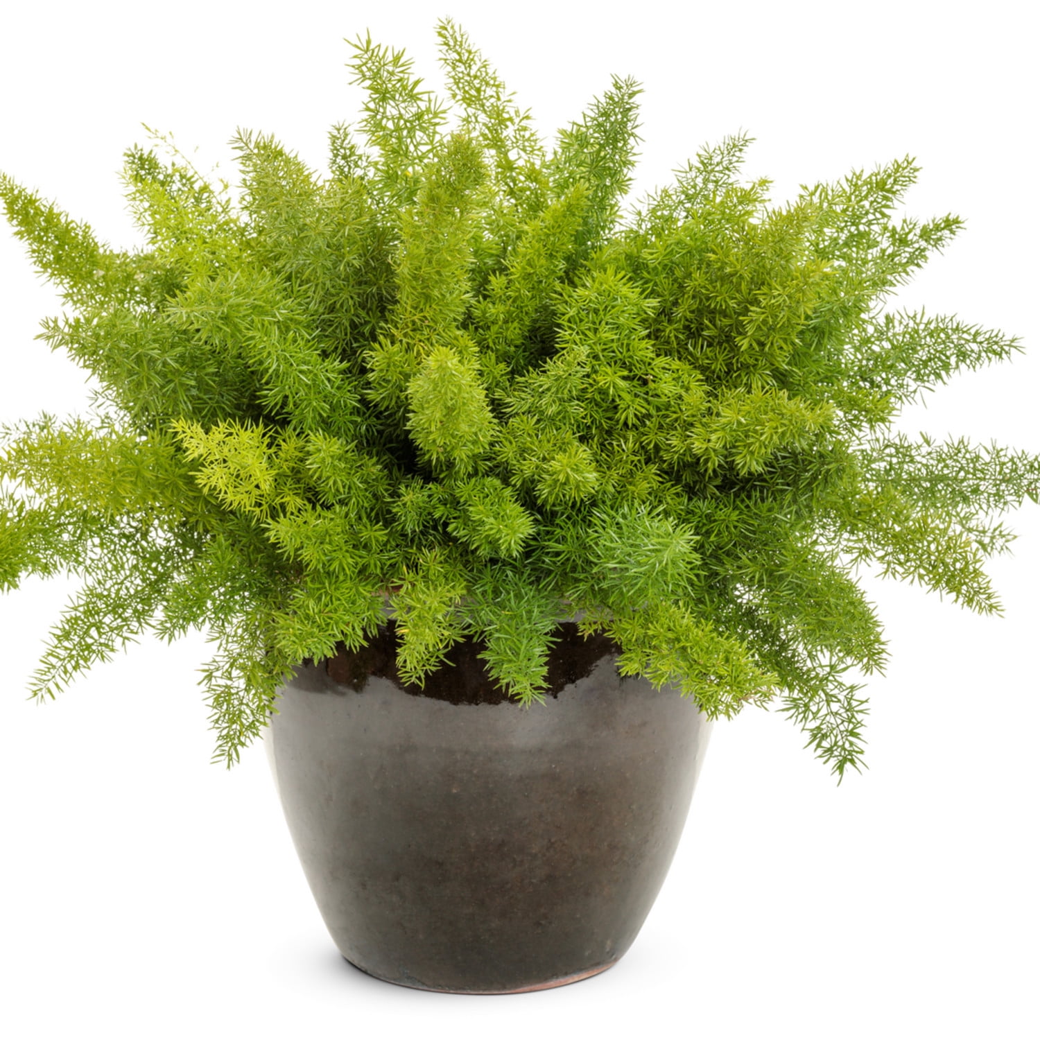 Proven Winners 5"   Myersii Foxtail Fern Live Plant in 4.5" Pot