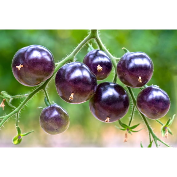 50 Seeds PURPLE CHERRY TOMATO Lycopersicon Indeterminate Fruit Vegetable Seeds