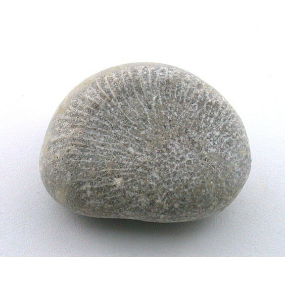 ONE RARE 1 9/10 Inch Alluvial Thecosmilia Jurassic Coral Fossil Specimen CS33