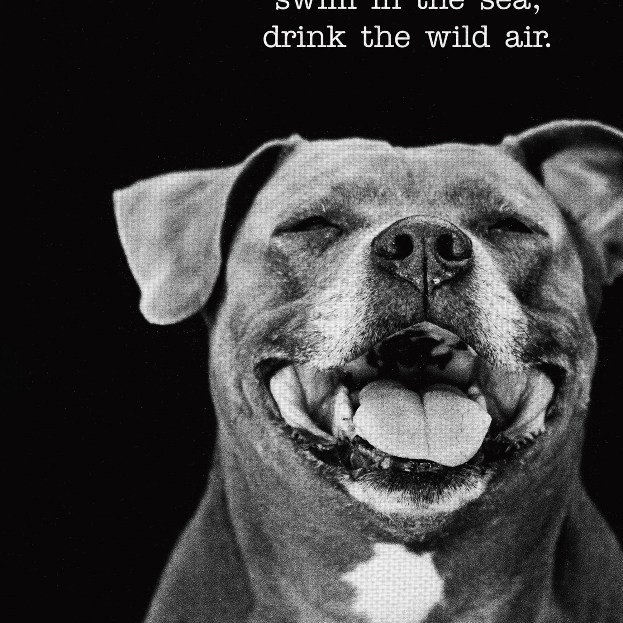 Masterpiece Art Gallery Sugar The Dog By Frank Bruynbroek Canvas Art Print 11" x 14"