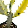 thumbnail image 5 of Ghost Variegated Euphorbia Trigona, 2.5 inch, White African Milk Tree, Albino Cactus, 5 of 5