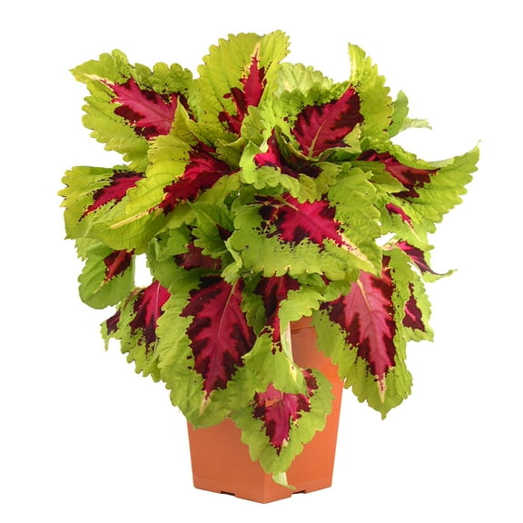 Element 13" Red, Brown and Green Coleus Kong Jr Asst Live Plants Pot (4 Count)