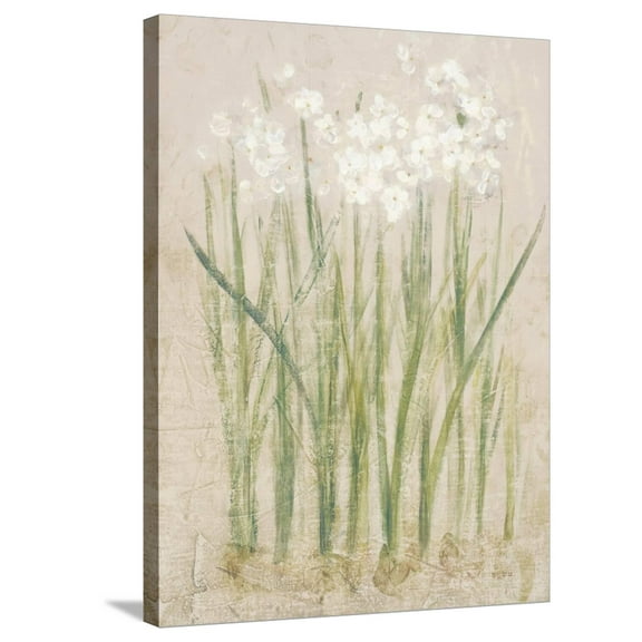 Art.com Narcissus Light Stretched Canvas Print Wall Art by Cheri Blum, 24" x 32"