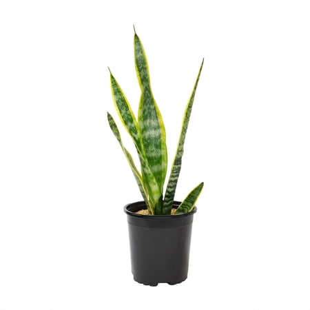 Element by Altman Plants Live Snake Plant - Large Sansevieria House Plant - Part Sun - 1-Gallon Pot