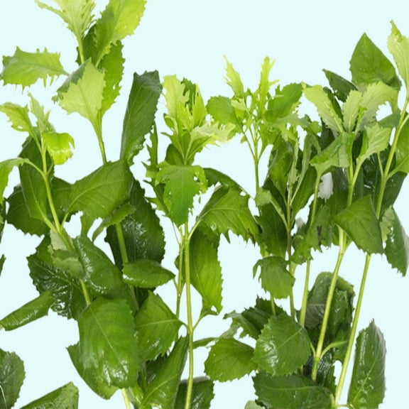 Hygrophila Difformis Water Wisteria Live Aquarium Plants BUY 2 GET 1 FREE