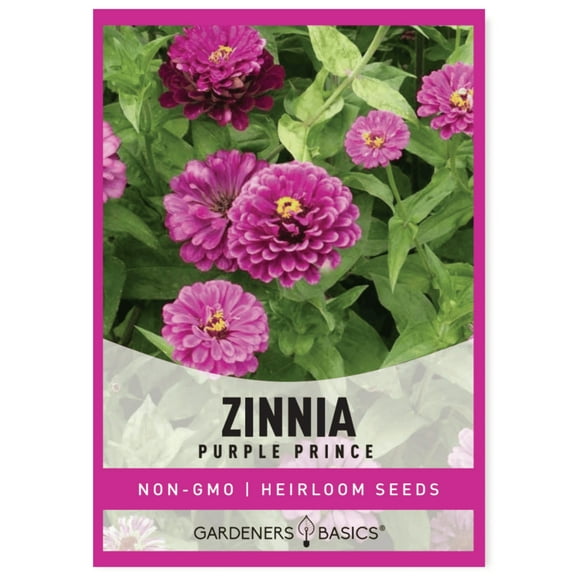 Zinnia Purple Prince Seeds