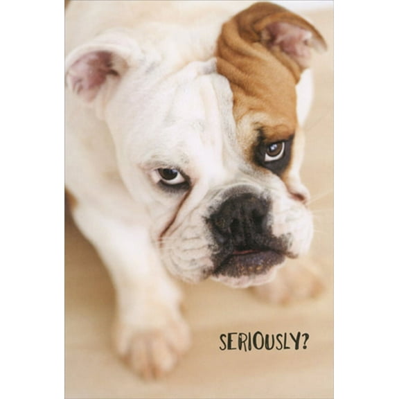 Pictura Seriously Bulldog Humorous / Funny Birthday Card