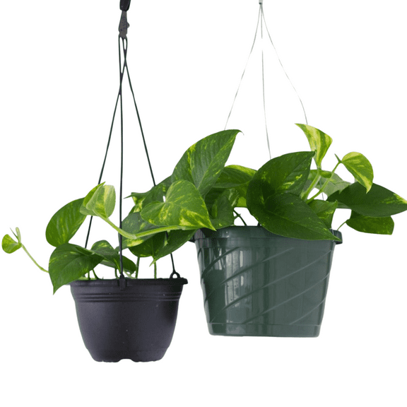 Live Golden Pothos Plant, 3–5 Inch Starter, Golden Pothos Live Indoor Houseplant