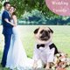 thumbnail image 3 of Camisa de esmoquin a rayas para perros, traje formal, traje de pajarita, camisas de boda elegantes para mascotas, camisa de pajarita de boda de príncipe para perros, ropa de caballero, ropa de cachorr Namotu CZCW-ZC426-4, 3 of 7