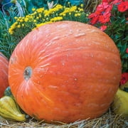 Burpee Big Max Pumpkin Vegetable Seed, 1-Pack