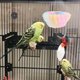 thumbnail image 5 of Nido de pájaro para jaula, cama colgante de peluche para cría de periquitos, casa para pájaros para conure, periquito, cacatúa, agapornis, canario, pinzón, mascotas pequeñas, 5 of 7