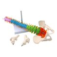 thumbnail image 2 of 45Cm with Pelvic Human Anatomical Anatomy Spine Spinal Column Model Teaching Resources for Students, 2 of 6