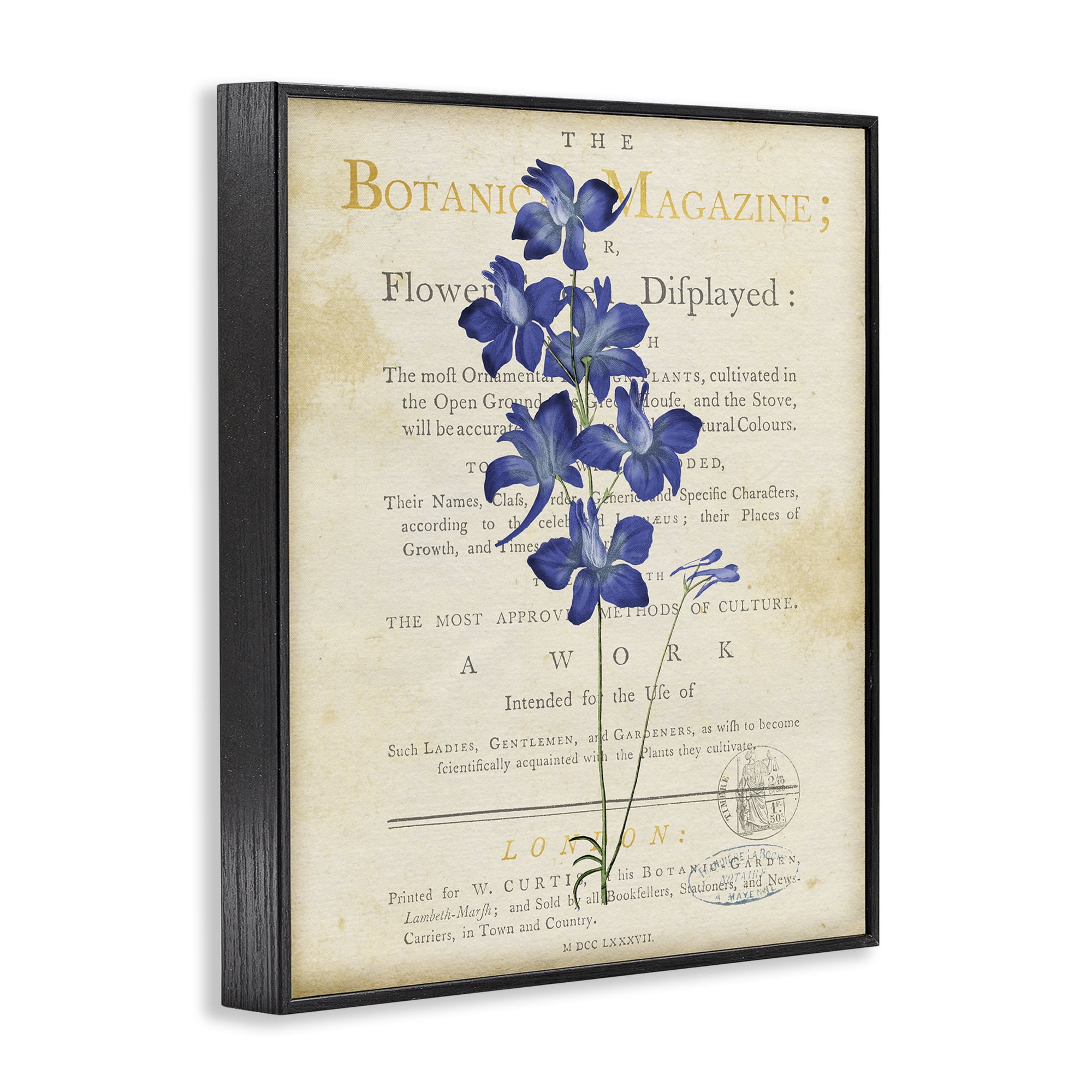 Stupell Industries Natural Botanic Garden Flower Black Framed Giclee Art, design by Susan Arnot