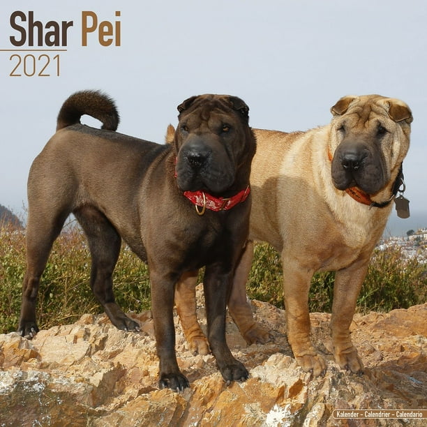 Shar Pei Calendar 21 Shar Pei Dog Breed Calendar Shar Peis Premium Wall Calendar 21 Walmart Com Walmart Com