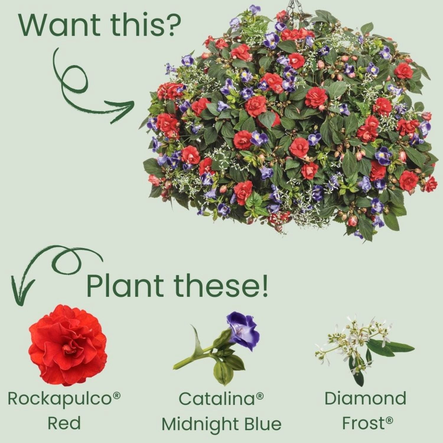 Proven Winners 4" Rockapulco Red Double Impatiens Live Plant in 4.25" Pot (4 Count)