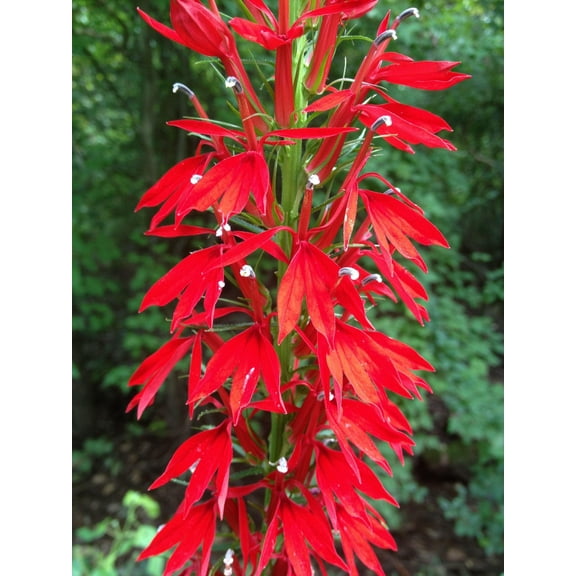 100 Cardinal Flower Seeds