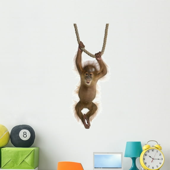 Baby Sumatran Orangutan Wall Decal by Wallmonkeys Peel and Stick Graphic (48 in H x 17 in W) WM266868