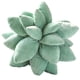 thumbnail image 5 of Cateissary Almohada suculenta Cojines para el hogar Ropa de cama Decoración Sofá Cojín, 5 of 6