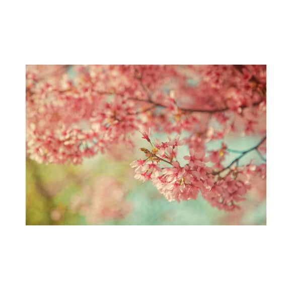 Canvas Wall Art - Carrie Ann Grippo-Pike 'Cheery Cherry Blossoms' Wall Art for Living Room, Bedroom, or Office Décor by Trademark Fine Art - 19 x 12 Inches