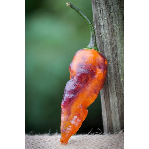 Black Panther Hot Pepper Premium Seeds Packet