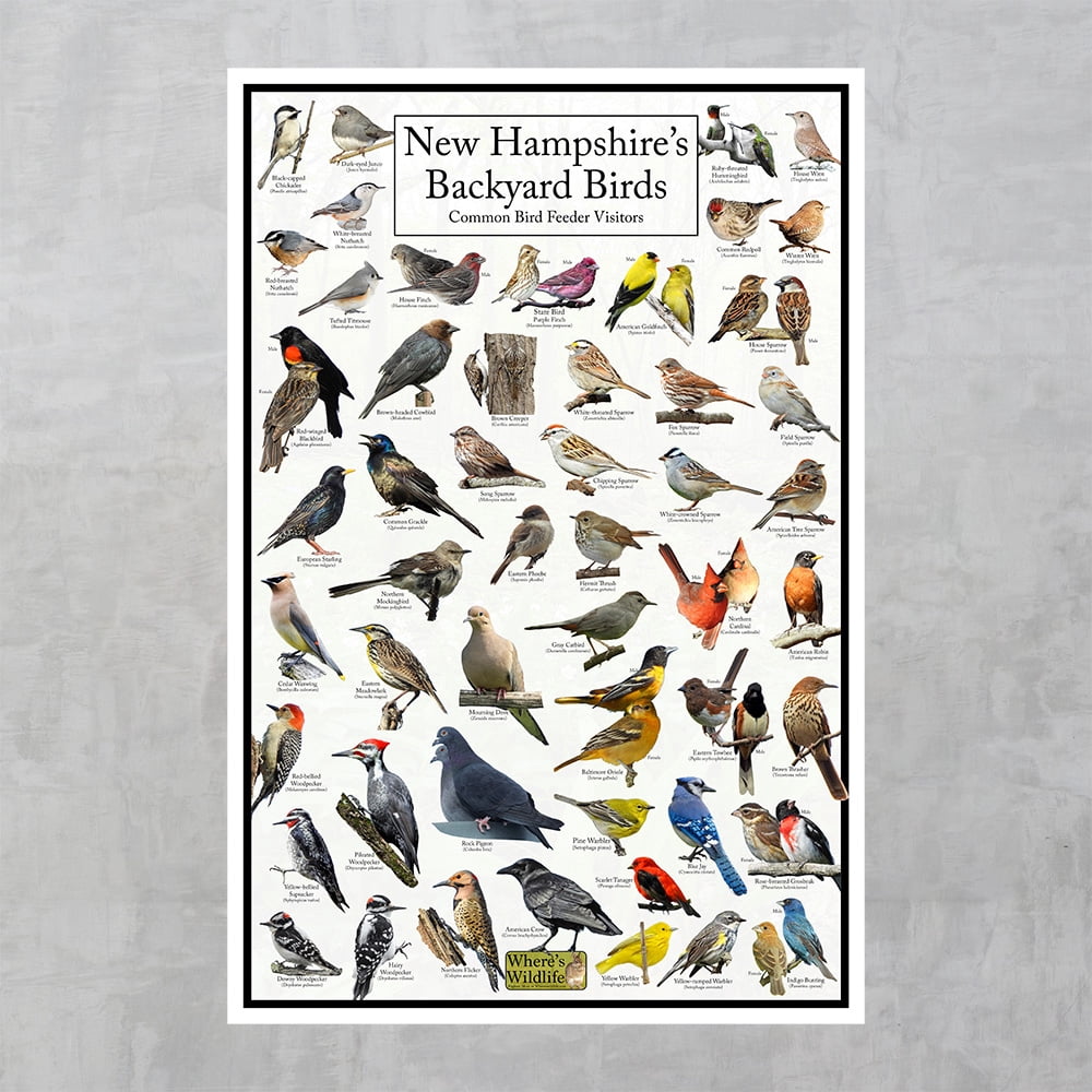 New Hampshire's Backyard Birds Poster - New Hampshire Bird Chart Highlighting Birds At Your Bird Feeder