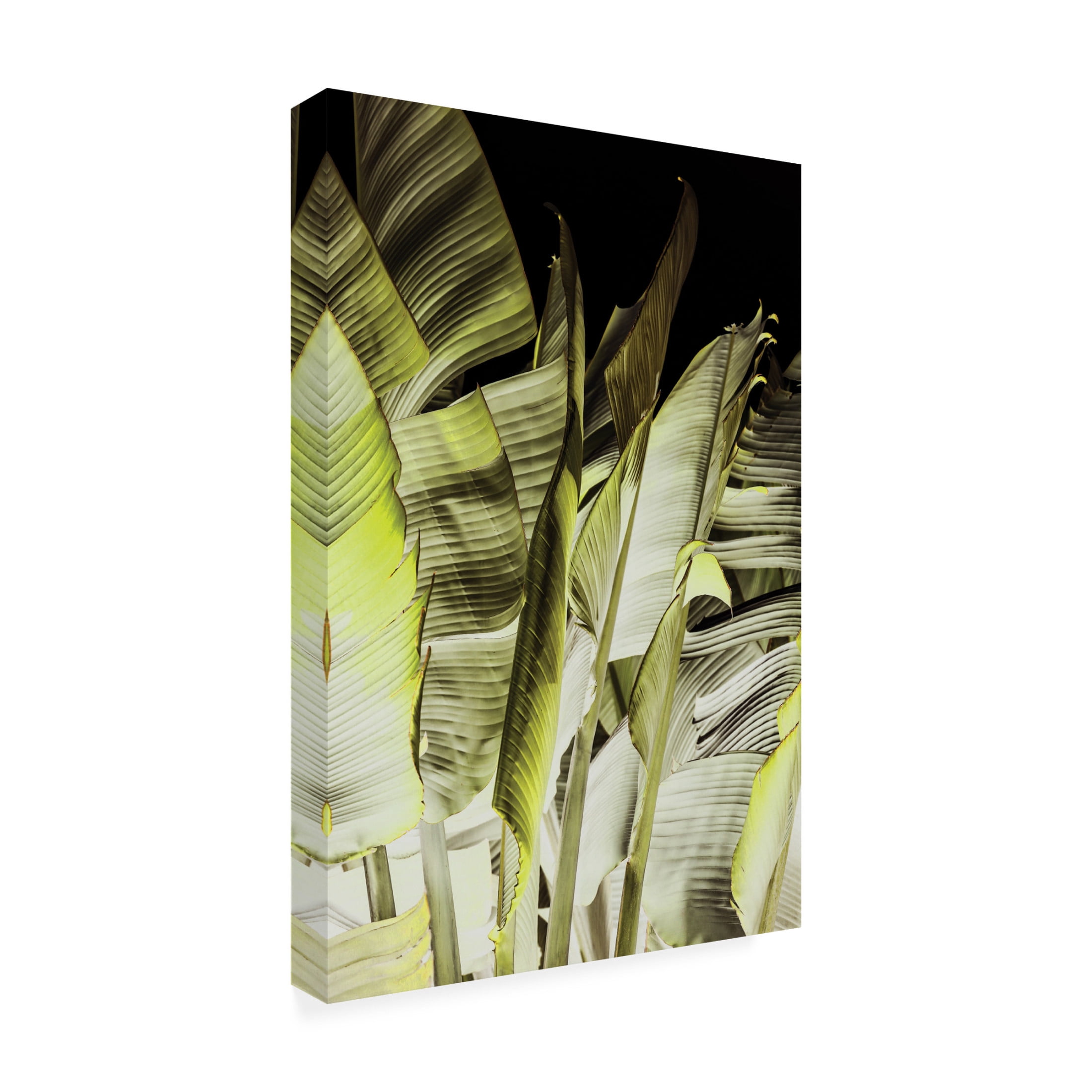 Trademark Fine Art Shot by Clint Traveller's Palm Canvas Wall Art