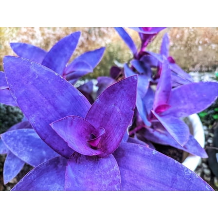 4 Cuttings Purple Heart Wandering Jew - Tradescantia Pallida Purpurea Plant - Easy to Grow Indoor Outdoor Plant - Unrooted Cuttings