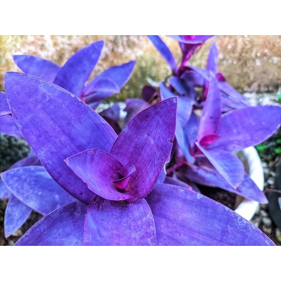 4 Cuttings Purple Heart Wandering Jew - Tradescantia Pallida Purpurea Plant - Easy to Grow Indoor Outdoor Plant - Unrooted Cuttings