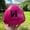 Pink, variant on ONEKEEPER Soccer Reflex Reaction Ball for Kids Junior
