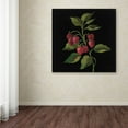 thumbnail image 3 of Trademark Fine Art "Framboise No Words" Canvas Art by Silvia Vassileva, 3 of 3