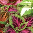 thumbnail image 4 of Ferry-Morse 100MG Coleus Rainbow Mixed Colors Annual Flower Seeds, Full Sun, 4 of 11