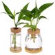 thumbnail image 1 of 2 frascos de propagación de plantas, terrarios de vidrio, macetas con tapa de corcho, jarrones de vidrio, jardineras hidropónicas, macetas de vidrio con bandejas, 1 of 8