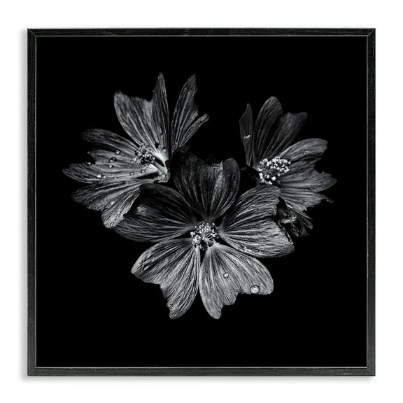 Stupell Industries Blossom Trio on Black Plants & Flowers Photography Black Framed Art Print Wall Art, 12 x 12