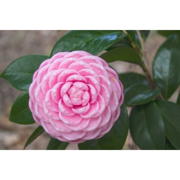 Pink Passion Camillia Poster Print By Anna Coppel 28 X 20 Walmart Com Walmart Com