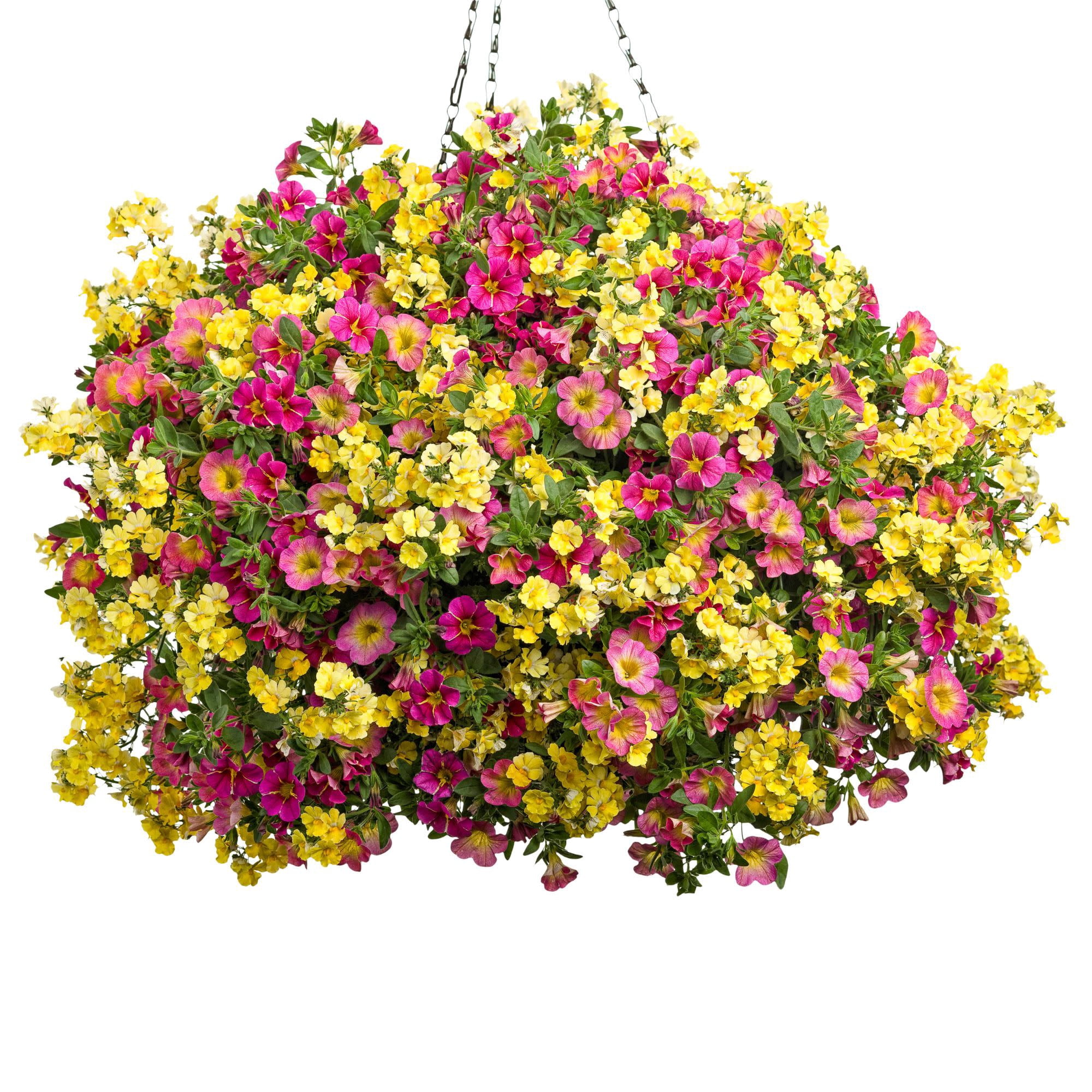 Proven Winners 4" Pink Superbells Honeyberry Calibrachoa Live Plant in 4.25" Pot (4 Count)