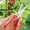 Gray, variant on Garden Pruning Shears,Stainless Steel Trimming Scissors,Fruit Tree Scissors,Pruning Scissors for Flowers,Herbs Small Branches Ergonomic Gardening Tools