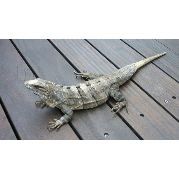Mexican Iguana Slots