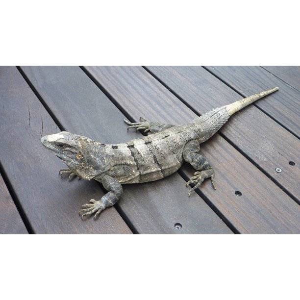 Mexican Iguana Slots Mexican Iguana Slots