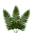 thumbnail image 3 of Flat Fern - Farm Direct Fresh Cut Flowers - 150 Stems, 3 of 7