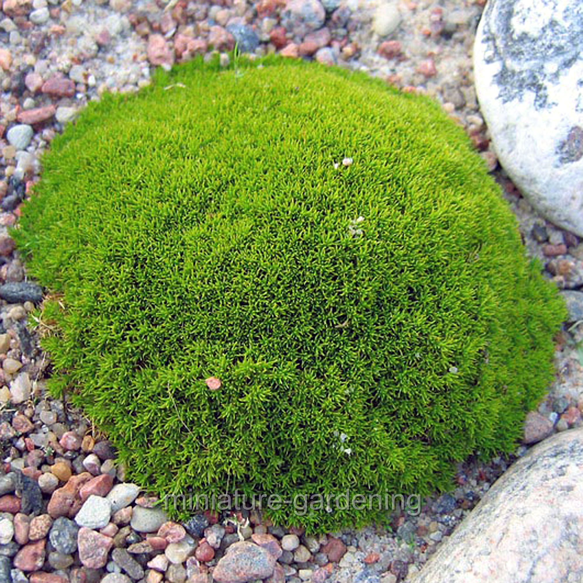 Scleranthus biflorus, Australian Astroturf
