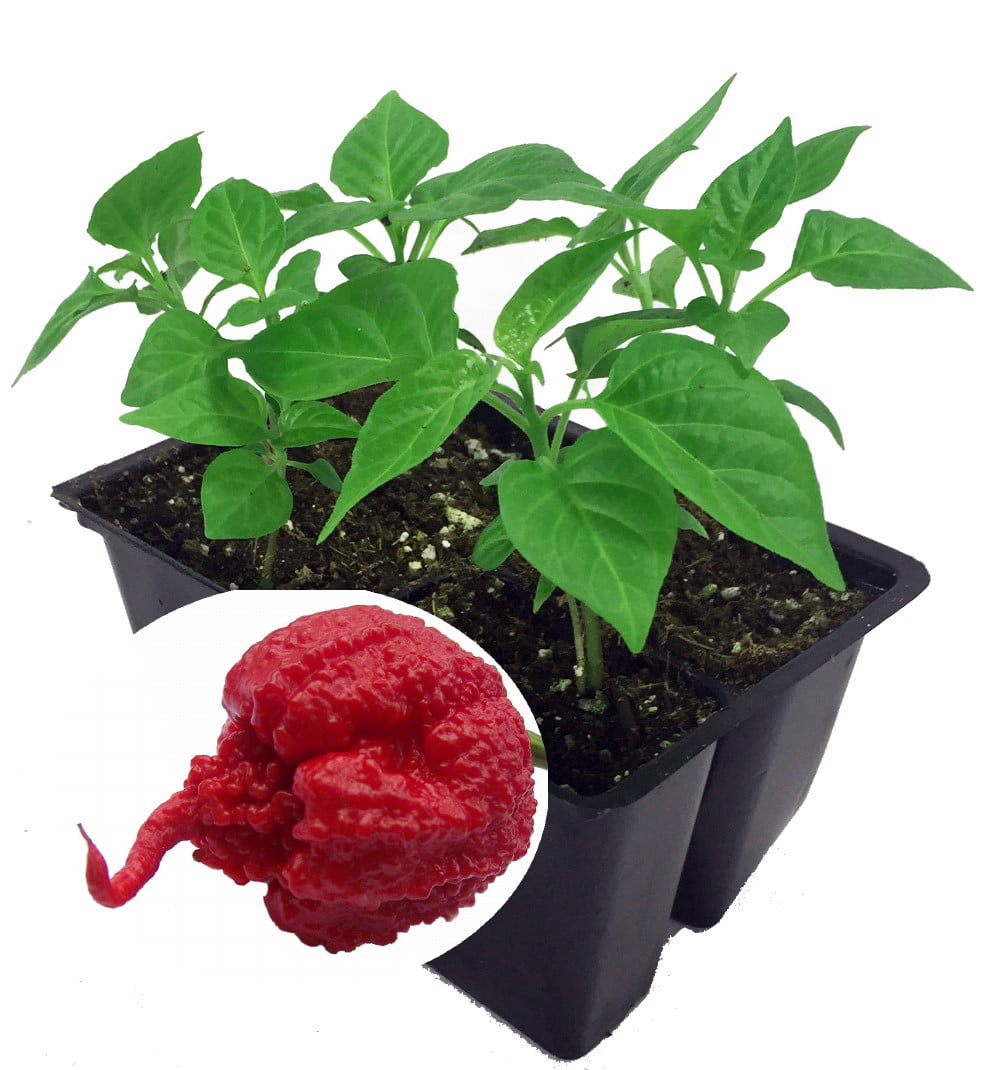 ghost pepper carolina reaper plant