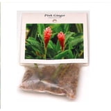"Pink Live Ginger Plant Roots, 2-Pack, 2""-4"" Long, Partial Shade ...