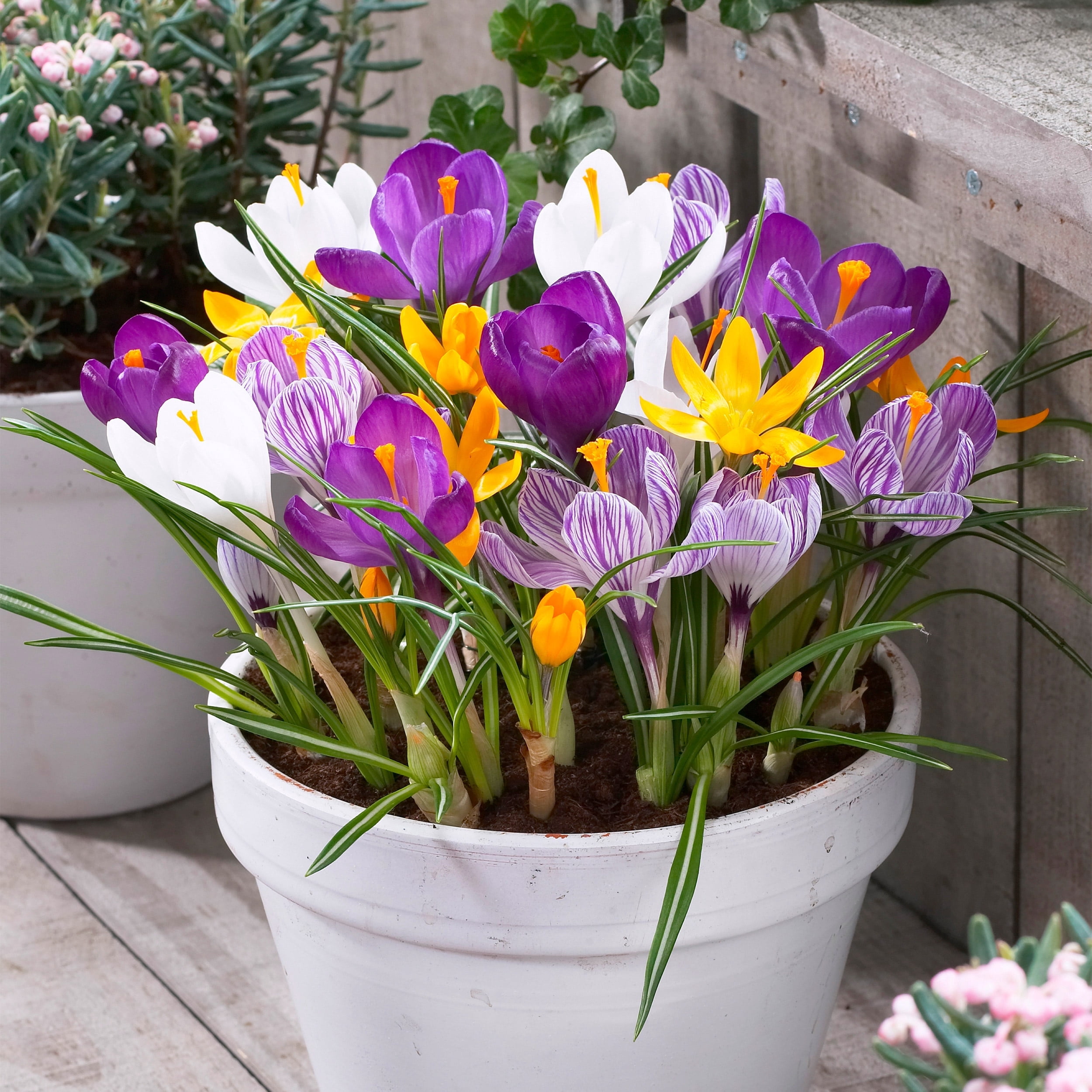 Garden State Bulb Large Flowering Mixed Crocus Flower Bulbs, 8/9cm (Bag of 50)