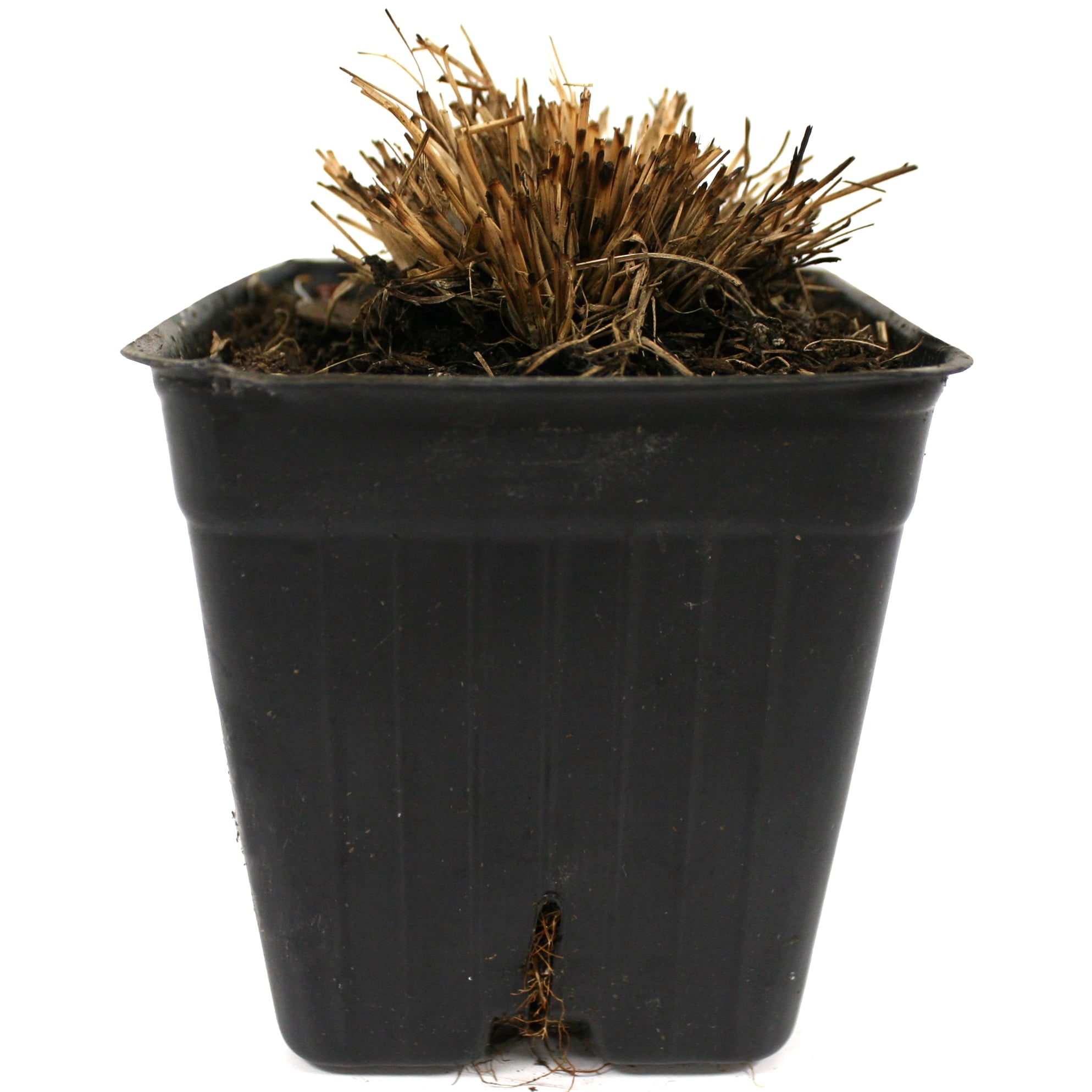 Van Zyverden Ornamental Grass Prairie Dropseed One Potted Plant Green Partial Sun Ornamental/Decorative 1 lb