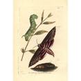 thumbnail image 2 of Privet Hawk Moth, Sphinx Ligustri Poster Print By ® Florilegius Mary Evans (18 X 24), 2 of 4