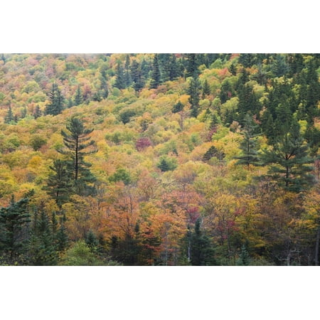 USA, New Hampshire, White Mountains, Crawford Notch, Fall Foliage by Mount Washington Print Wall Art By Walter