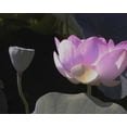 thumbnail image 2 of Christensen, Jim 24x20 White Modern Wood Framed Museum Art Print Titled - Blushing Lotus III, 2 of 4