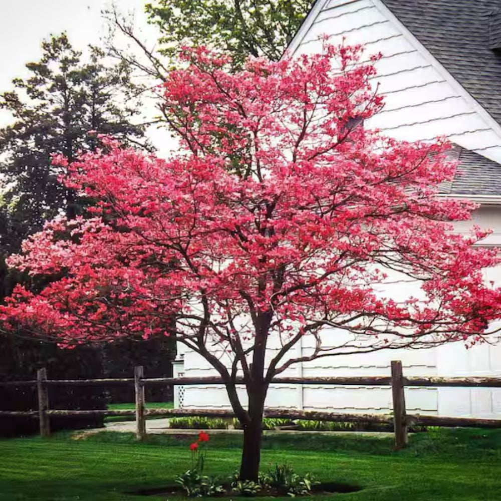 Expert Gardener 2-3 ft. Tall Pink Dogwood Live Tree in 3- Gallon Grower Pot